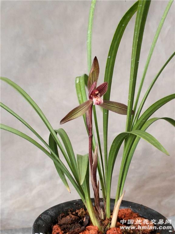 所有分类 传统品种 春兰 色花 紫气东来,3苗3芽1花.