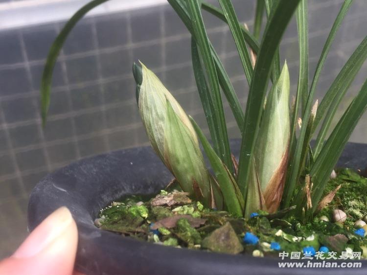 春兰张荷素4苗2花苞 - 中国兰花交易网
