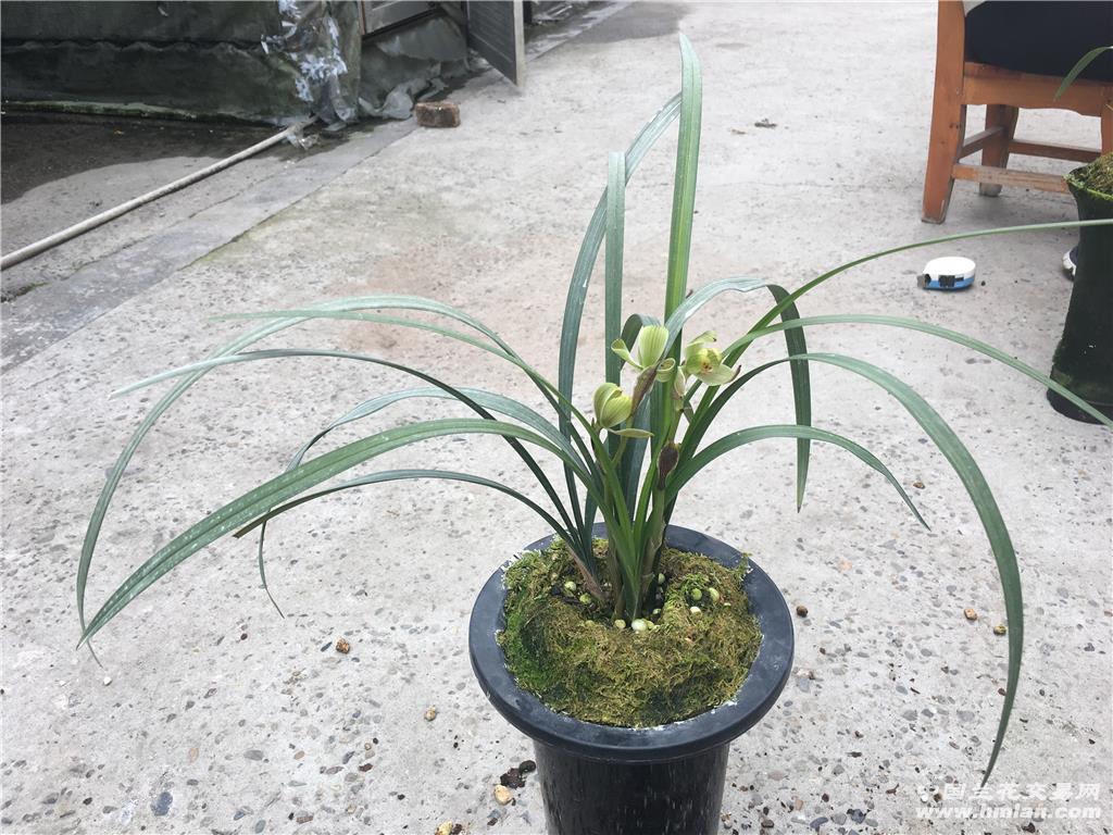 1cm - 中国兰花交易网
