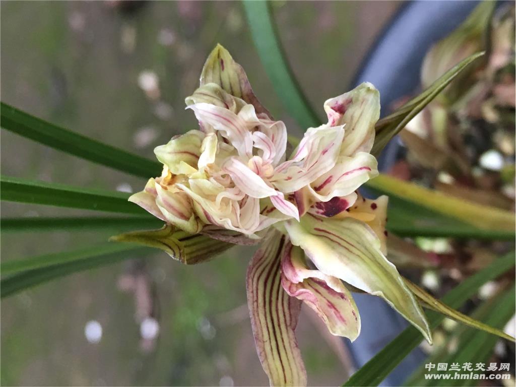 香花春兰新种极品奇花