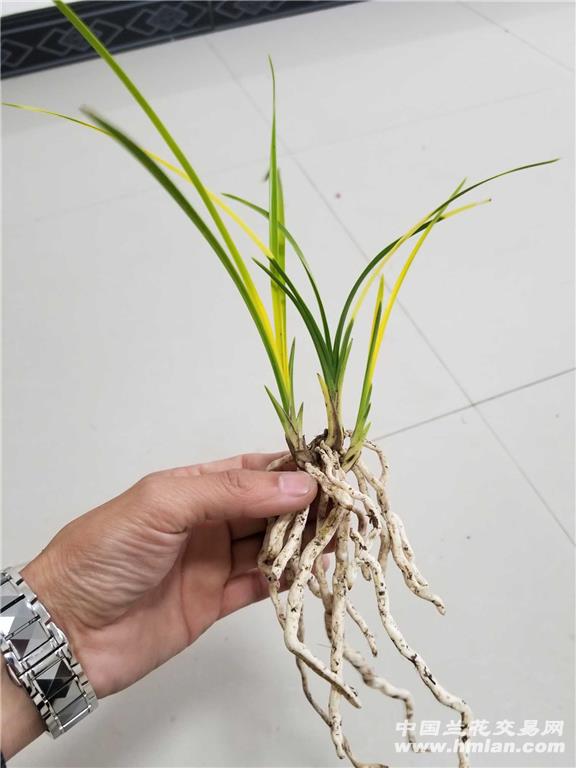 蕙兰金黄变异斑草