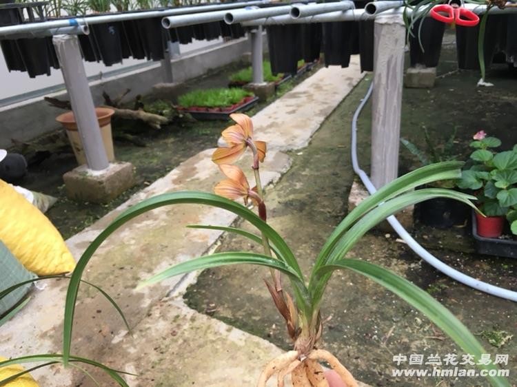 春兰精品(红荷)带现花带芽 中国兰花交易网