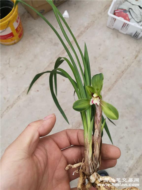 青蓝线中透花 - 中国兰花交易网