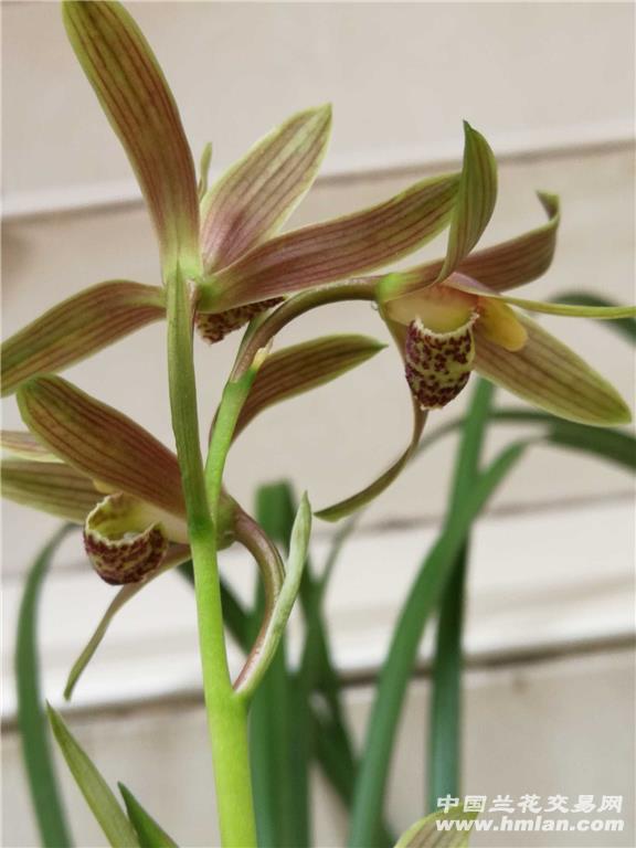 今年下山送春红花,3苗带1芽 - 中国兰花交易网