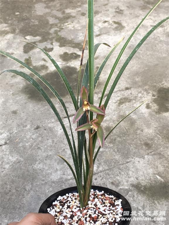 春剑双艺青城双绝带花