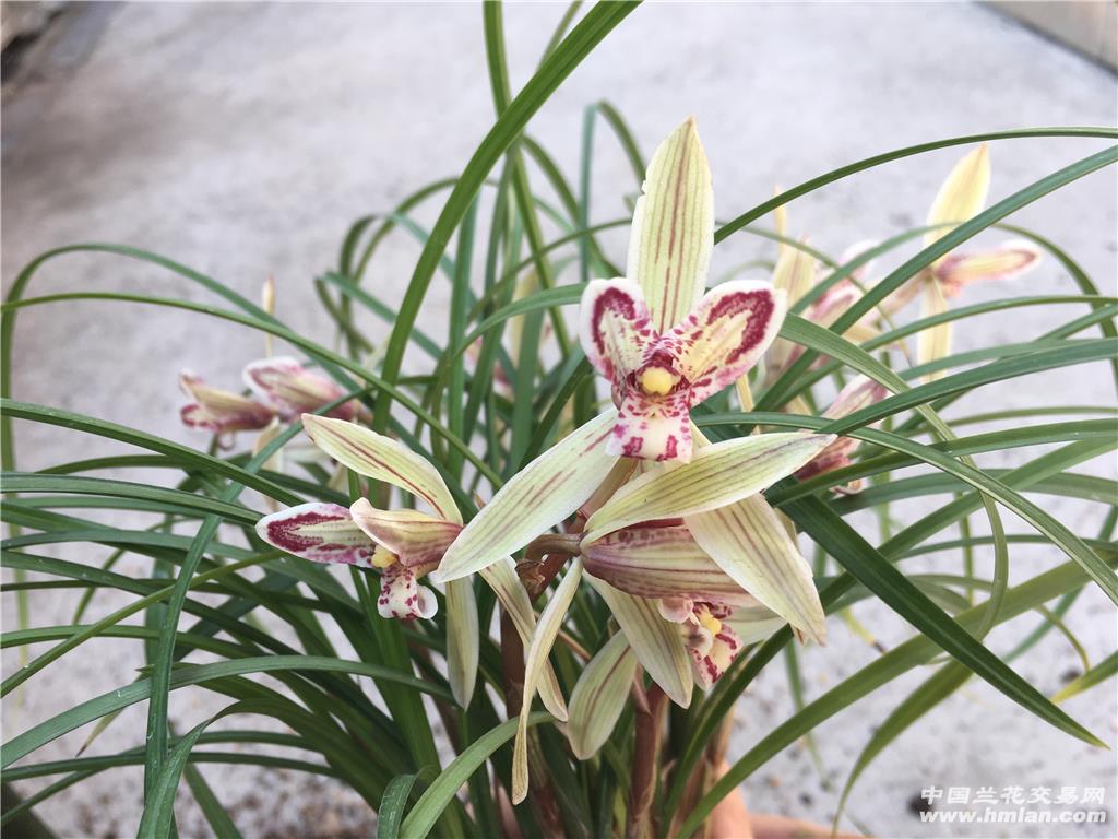 带花星海蝶3-9-2 长47cm 宽0.6cm - 中国兰花交易网