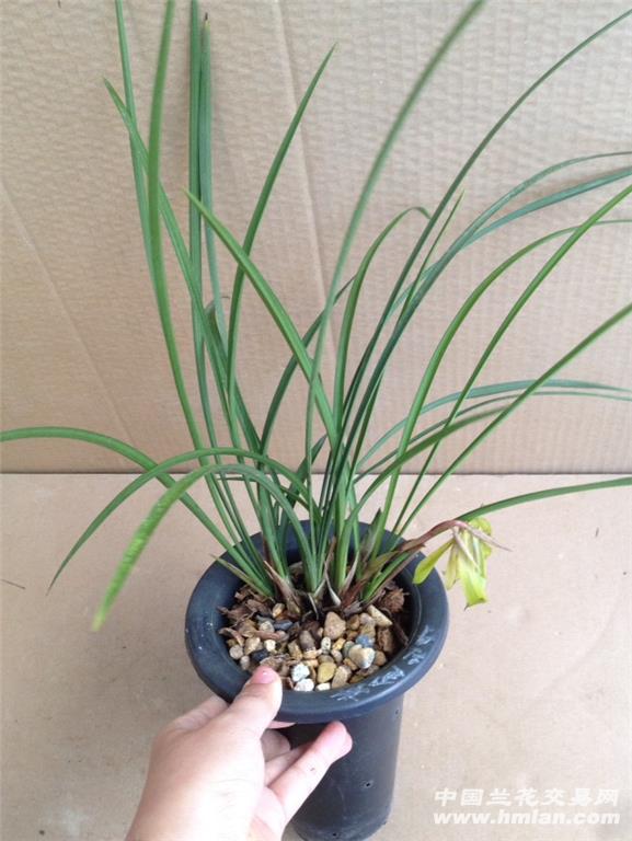 黄金牡丹 带1花.带2花苞 中国兰花交易网