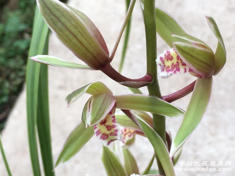 下山蕙兰黄金边红复轮花(带1支花)