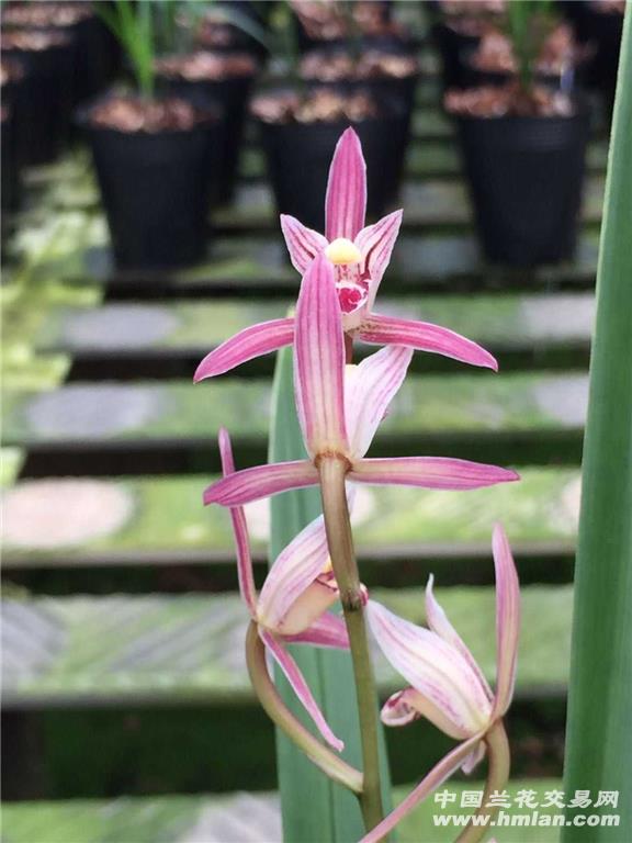 建兰《红香妃》壮苗粗根,叶艺7苗5芽 - 中国兰花交易网