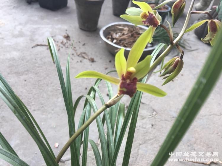 蕙兰红舌