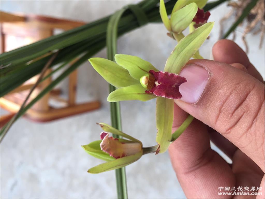 蕙兰下山顶级红素 基本板红 品种十分好