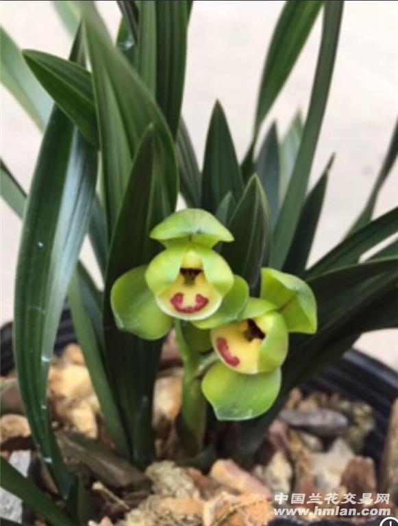 玉灵龙,88包邮,本园开品