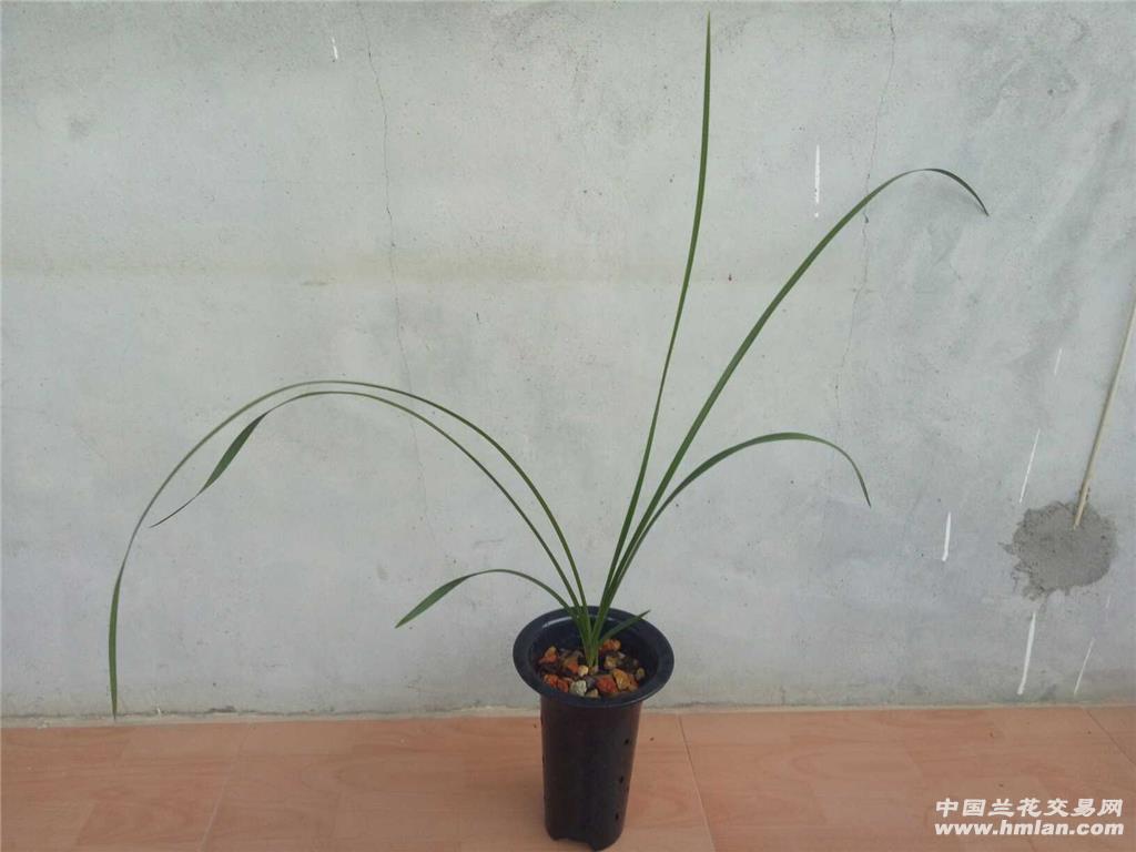 蕙兰 大一品