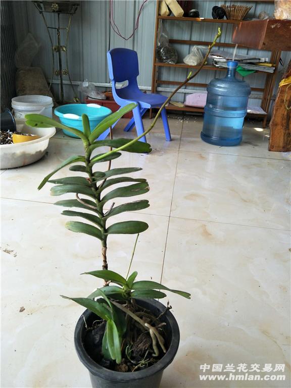 云南火焰兰下山带花苞