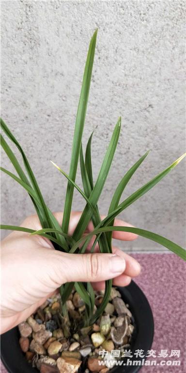 春兰老种余蝴蝶2苗带2花苞～包邮中通!