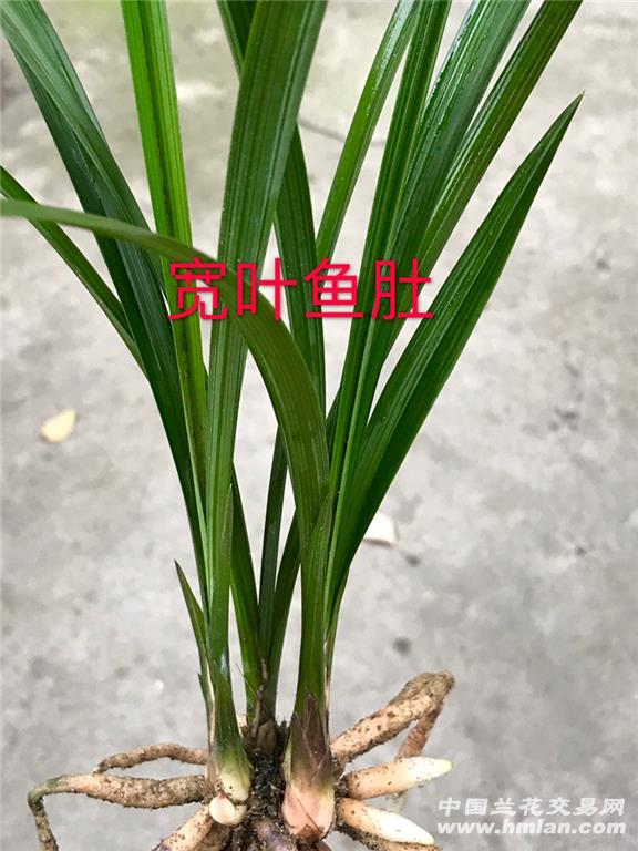 ѿǿҶ