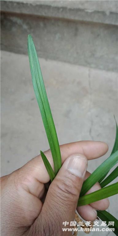 莲瓣草(起皮) - 兰花网