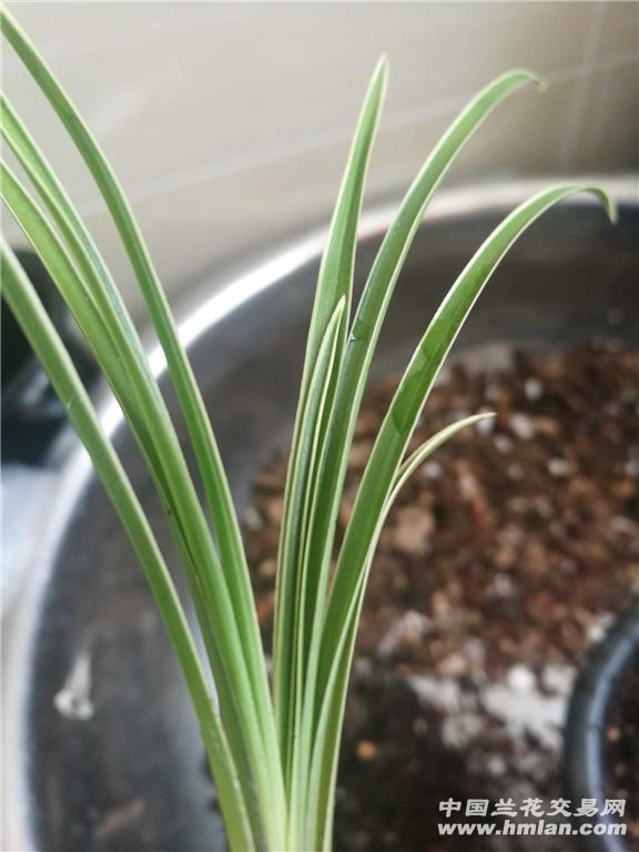 现切莲瓣矮草边艺一苗 中国兰花交易网