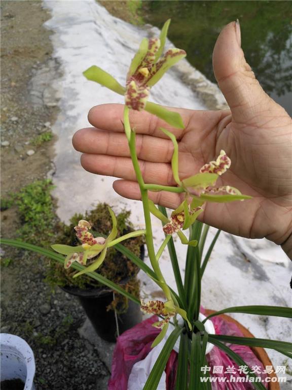 蕙兰青花蝶花