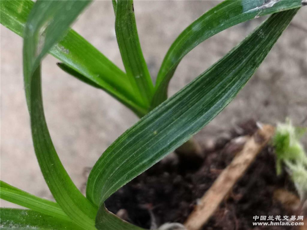 下山龙根龙蛋绿兰丝丝稿艺