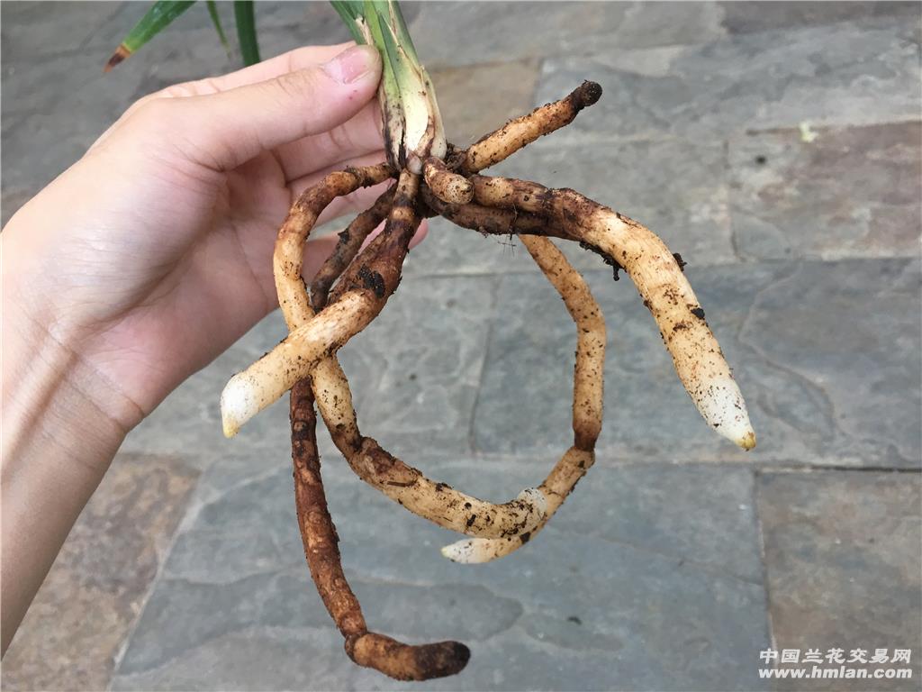 赤鳞子母草