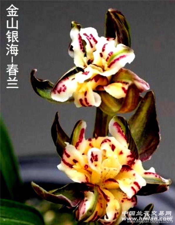 春兰铭品一金山银海一2苗2芽