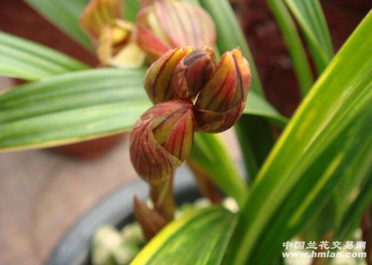 墨兰 虎斑高艺带牙