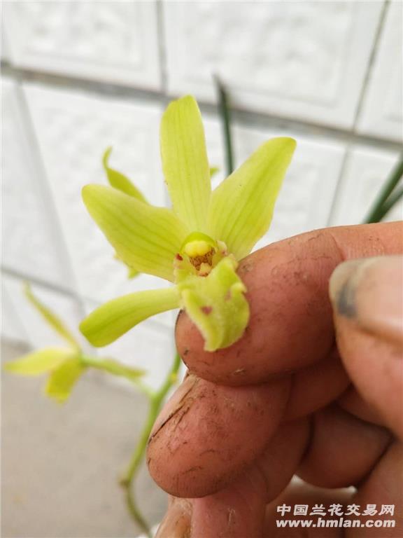 下山蕙兰黄花舌头有小红点