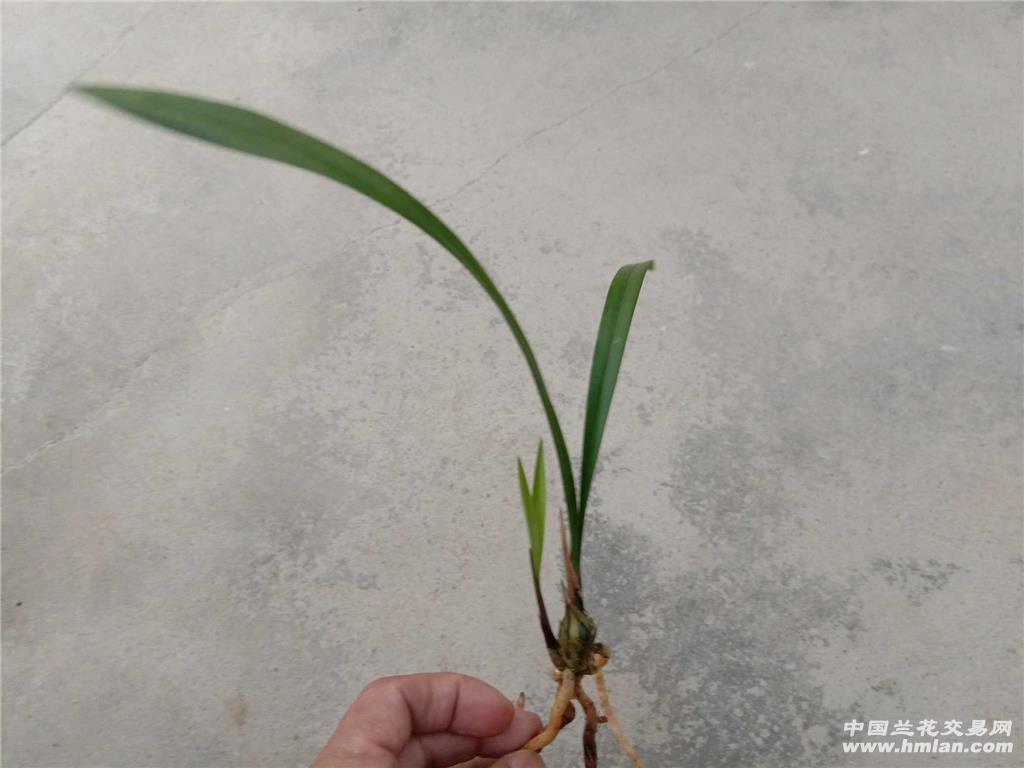 建兰/暮山紫/引种苗