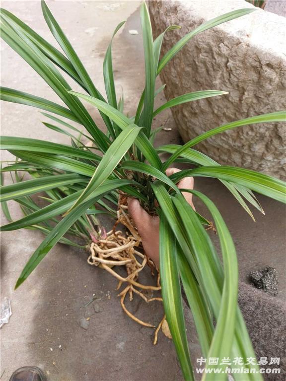 建兰金丝马尾8苗4芽叶片漂亮