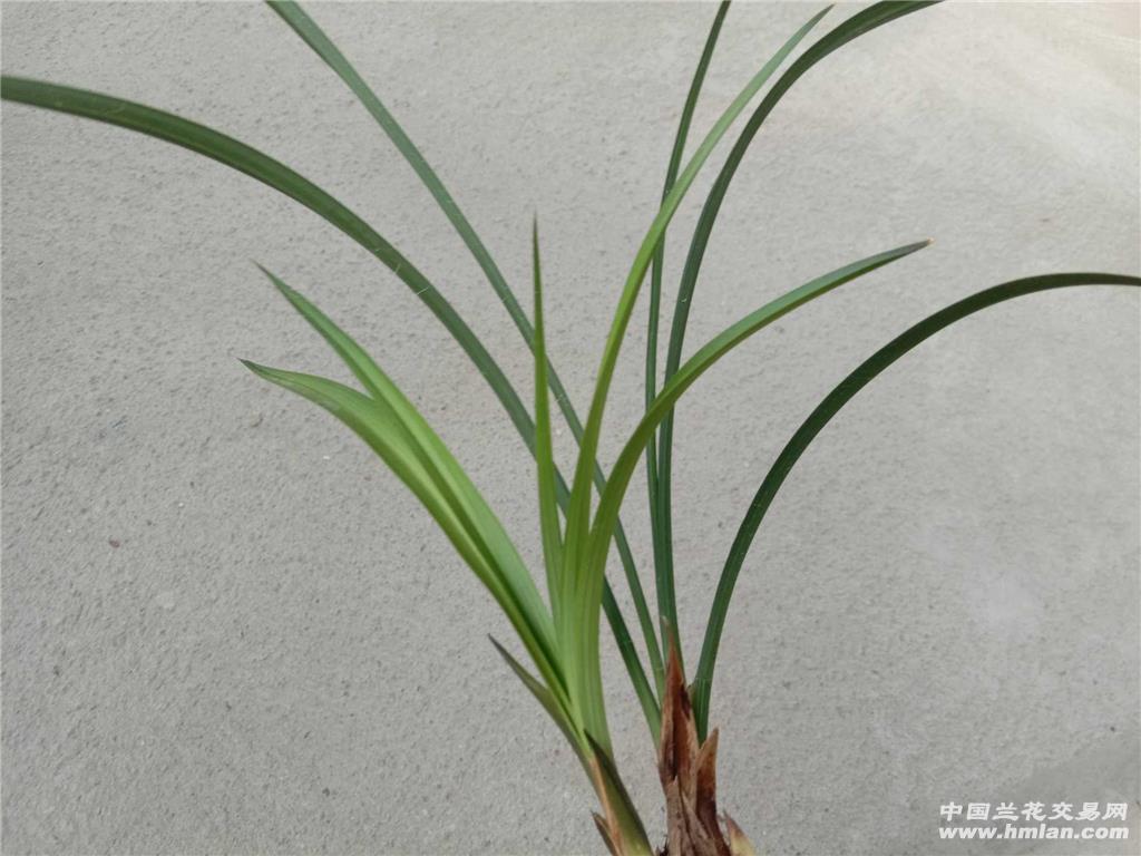 春兰/大龙胭脂