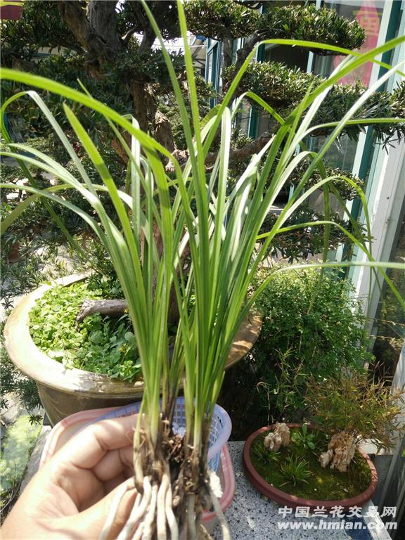 仙绿(带芽) - 中国兰花交易网
