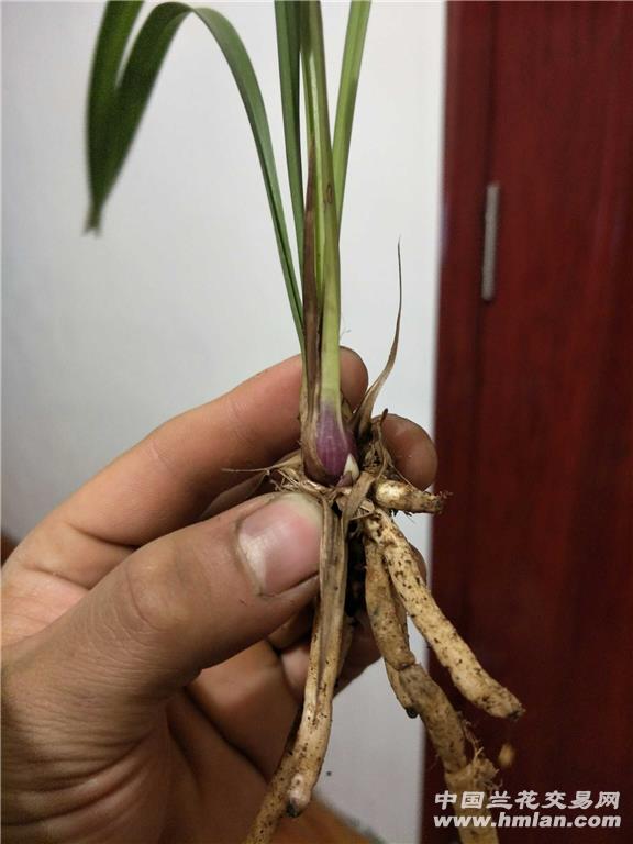 火树红冠