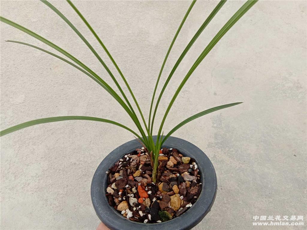 莲瓣/人面桃花 - 中国兰花交易网