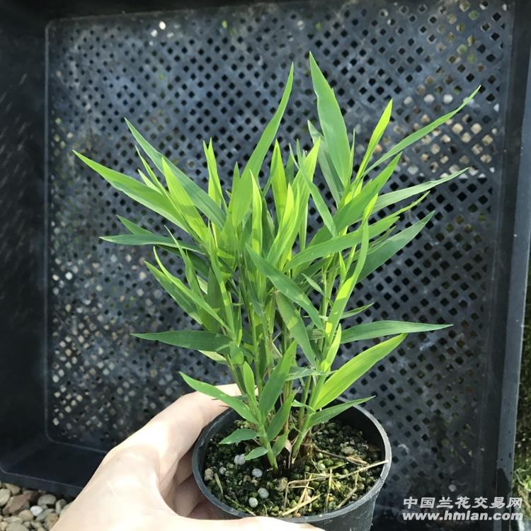 日本姬翠竹