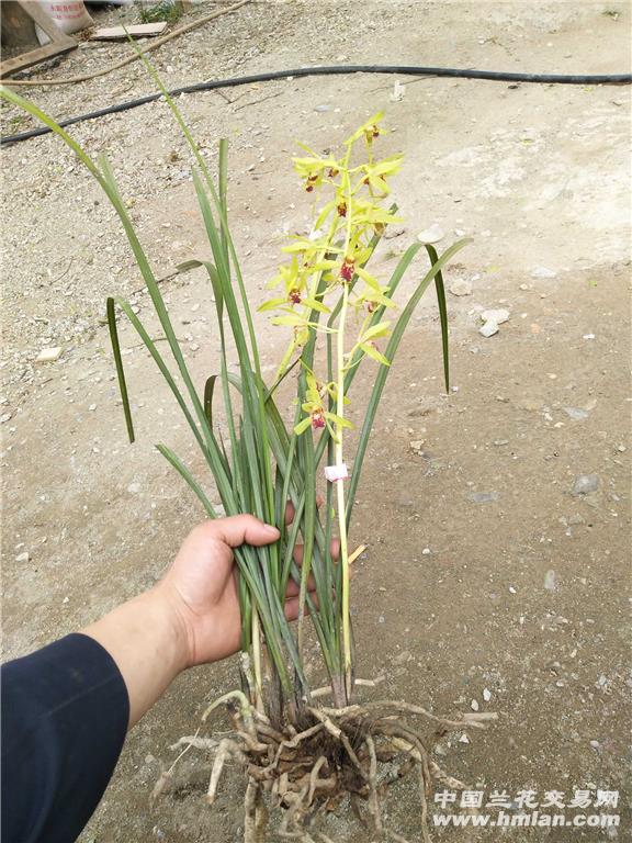 下山蕙兰红香妃漂亮红舌头