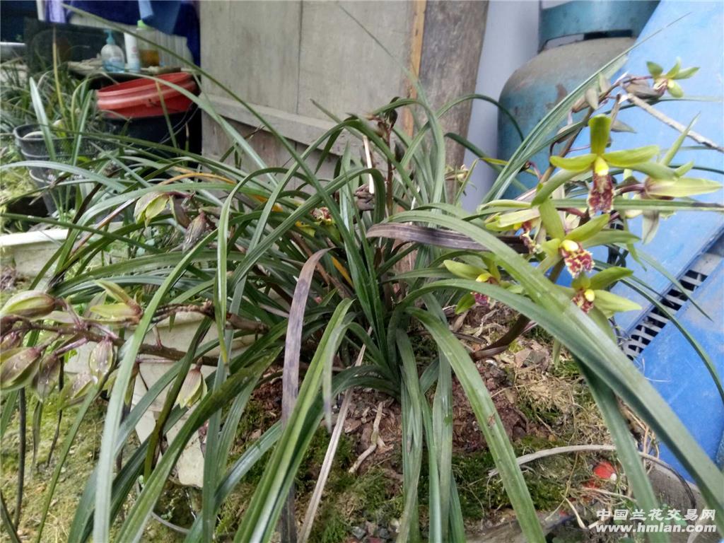 下山惠兰红舌