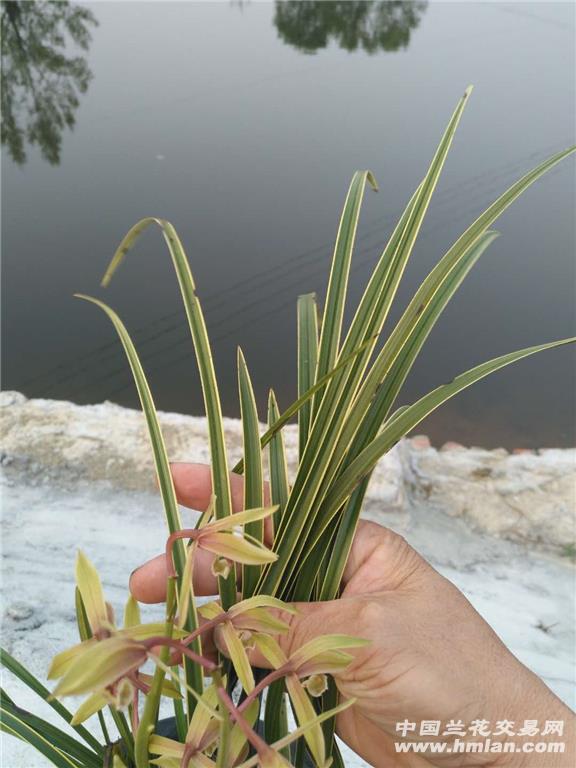 蕙兰下底边草开复轮花