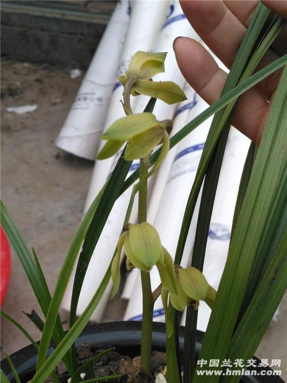 蕙兰钝头皮草开荷瓣花