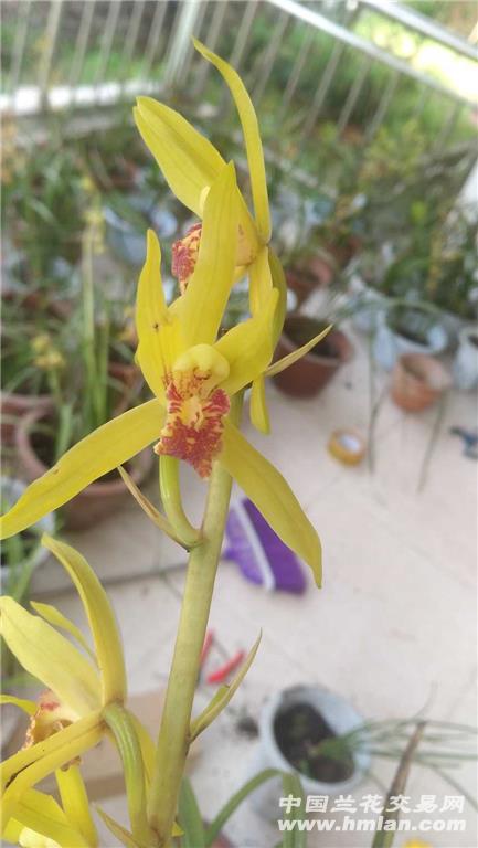 a7刚蕙兰菜黄花