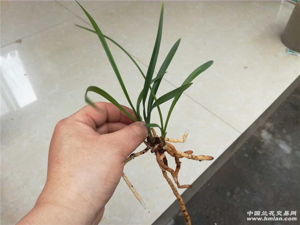 漂亮春兰新品矮种荷瓣,带2芽