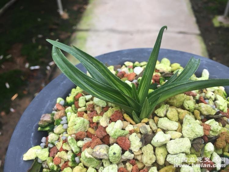 蕙兰水晶龙湖北草 中国兰花交易网