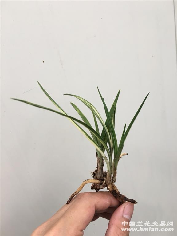 春剑 下山艺草