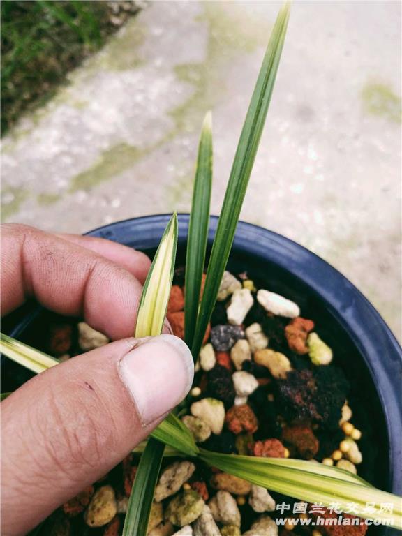 春兰中透艺 - 中国兰花交易网