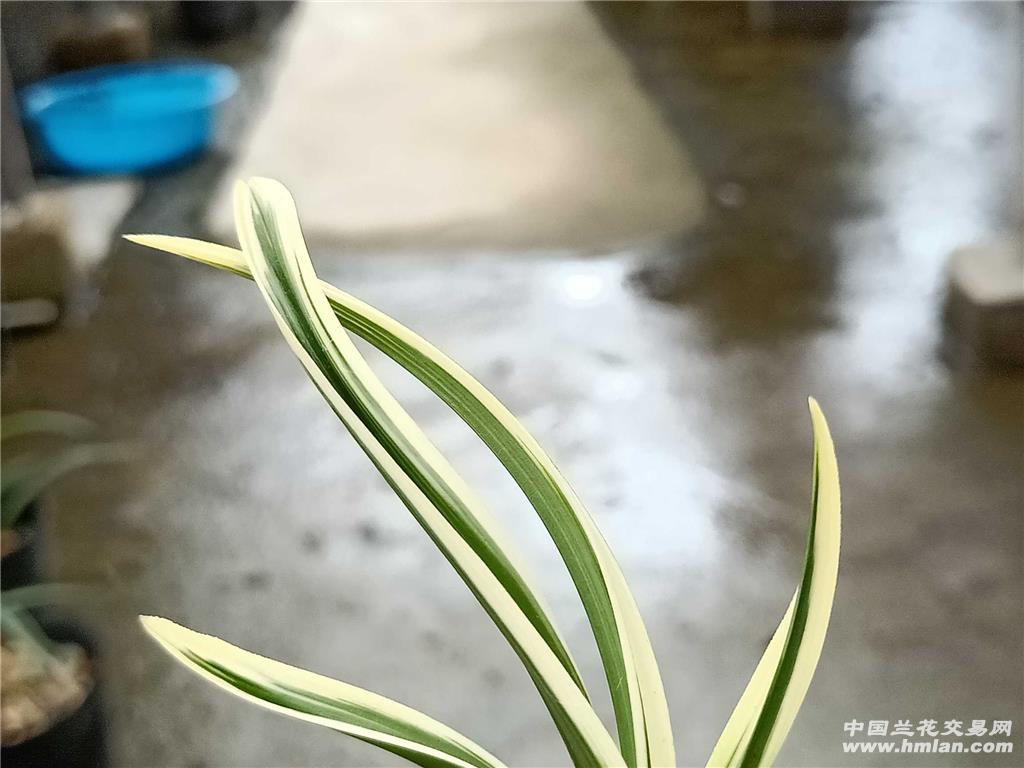 春剑艺草