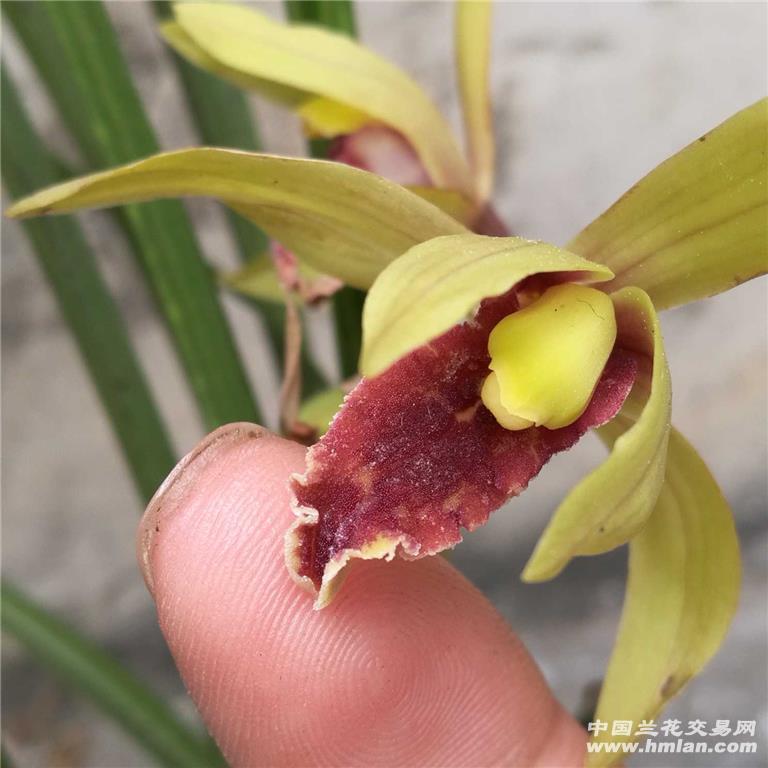 下山漂亮蕙兰红舌