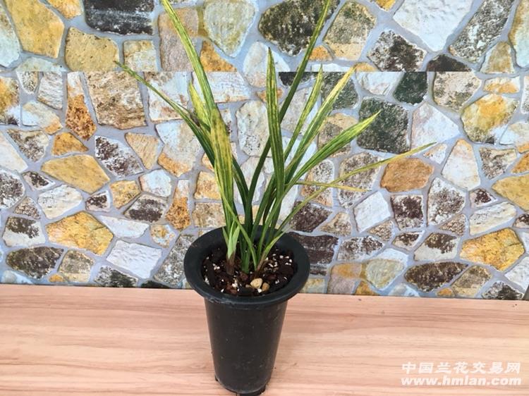 墨兰 虎斑 艺美带牙出售 中国兰花交易网