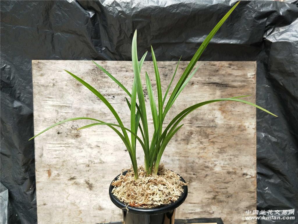 春剑带芽:典荷