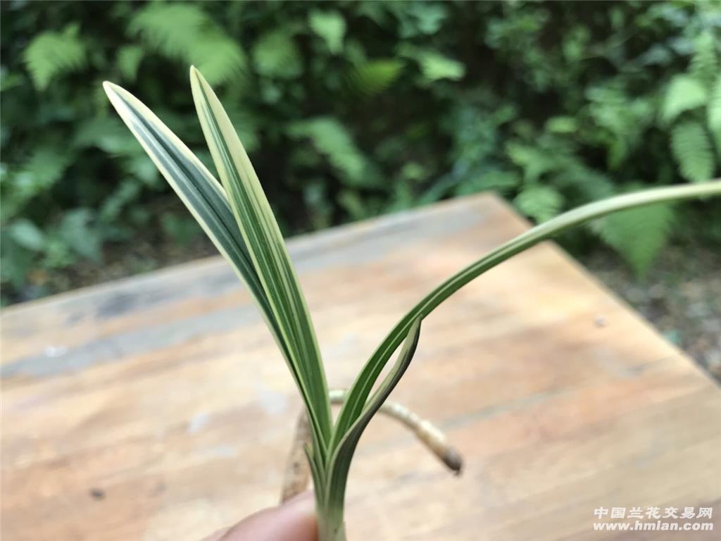 春剑高级艺