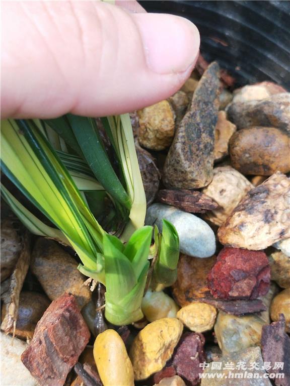 春兰黄中透3苗3芽
